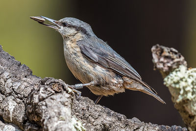 Close-up of flycatchers perching on branch
