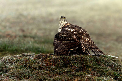 Close-up of bird perching on a field