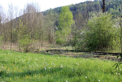 Trees growing on landscape