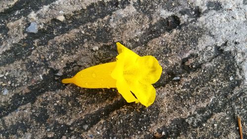 Close-up of yellow maple leaf on rock