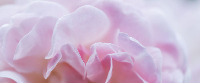 Close-up of pink flower