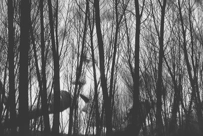 Low angle view of trees against sky