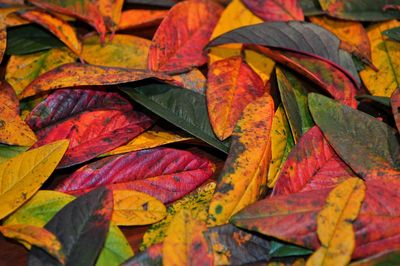 Full frame shot of maple leaves