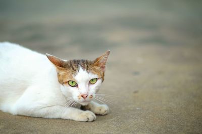 Close-up portrait of a cat