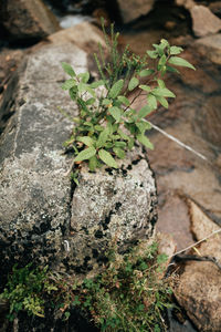 High angle view of plant