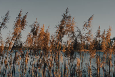Scenic view of lake against sky during winter
