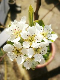 Close-up of white flowers