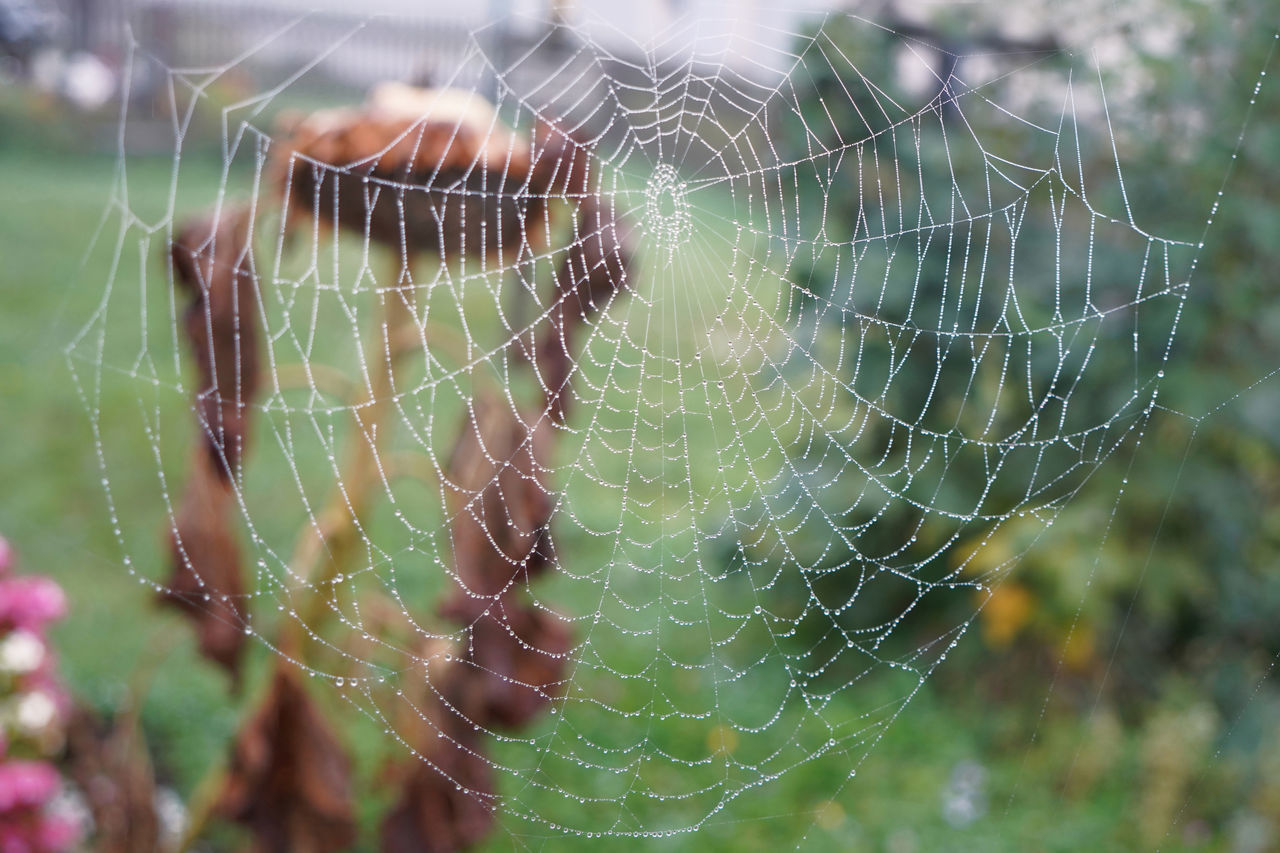 CLOSE-UP OF SPIDER WEB WITH BLURRED BACKGROUND