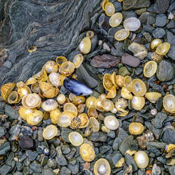 A collection of shells in a rock pool