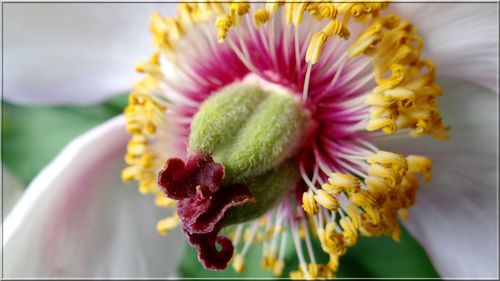 Close-up of flower blooming outdoors