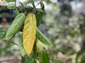 Close-up of fresh green leaves