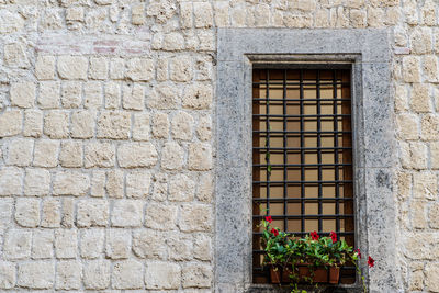 Potted plant on wall of building