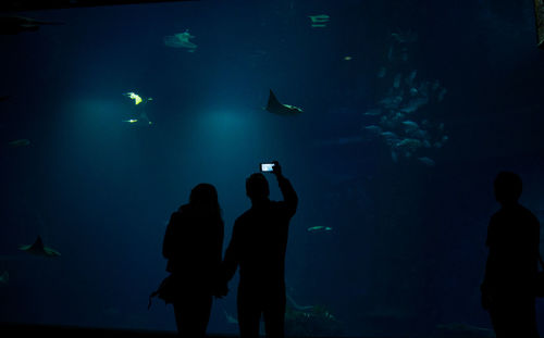 Silhouette people swimming in aquarium