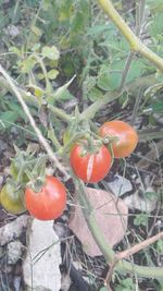 Close-up of tomatoes on tree