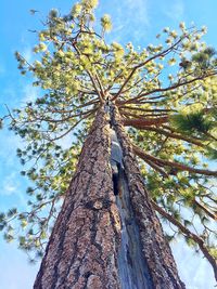 Low angle view of tree against sky