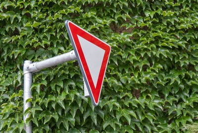 Close-up of red leaf