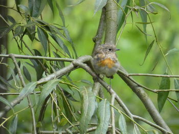 Close-up of bird perching on branch
