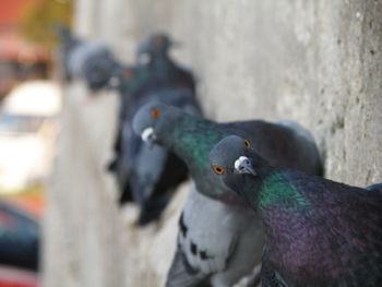 Close-up of pigeons perching outdoors