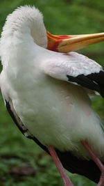 Close-up of bird perching