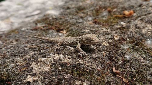 Close-up of lizard on rock