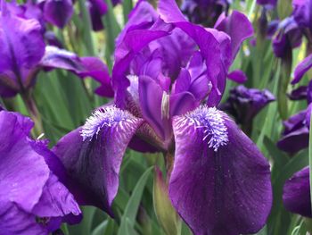 Close-up of purple flowers