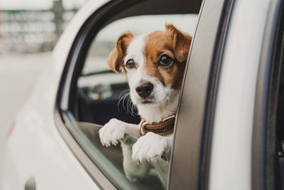 Dog in car