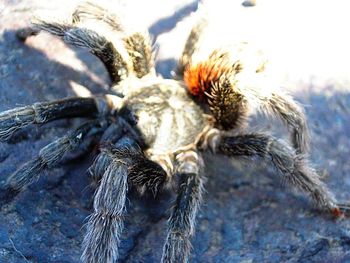 Close-up of spider