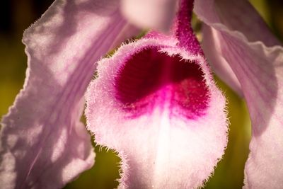 Close-up of pink flower