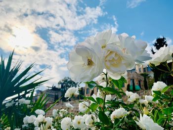 Close-up of white flowering plants against sky