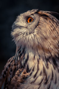 Close-up of eagle against black background