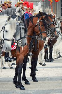 Horses standing in street