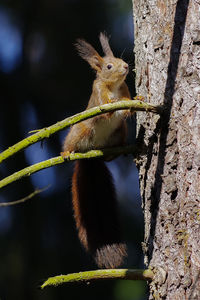 Close-up of squirrel on tree trunk