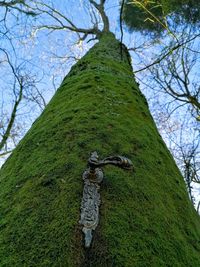 Low angle view of tree trunk against sky