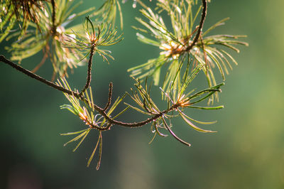 Close-up of pine tree