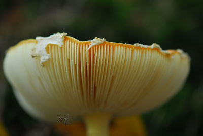 Close-up of mushroom growing outdoors