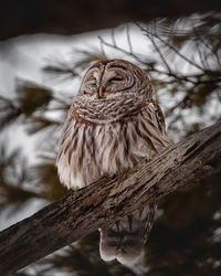 Barred owl trying to sleep in upstate new york. 