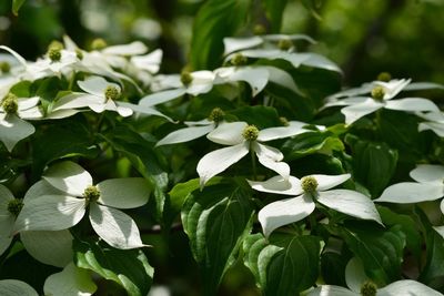 Close-up of white flowers