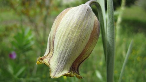 Close-up of flowers against blurred background