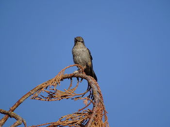 Low angle view of owl perching against clear blue sky