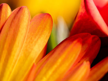 Full frame shot of orange flower