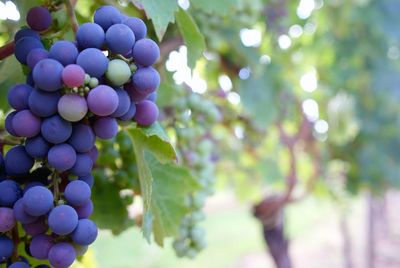 Close-up of grapes hanging on tree