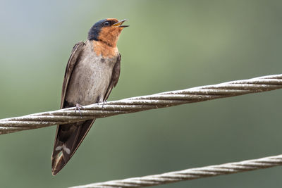 Close-up of bird perching on branch