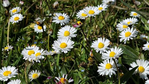 Close-up of white daisy flowers