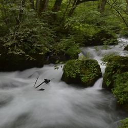 River flowing through forest