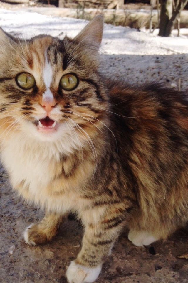 domestic cat, animal themes, mammal, cat, domestic animals, pets, one animal, feline, whisker, looking at camera, portrait, focus on foreground, sitting, close-up, alertness, carnivora, outdoors, day, no people