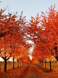 Street amidst trees against sky during autumn