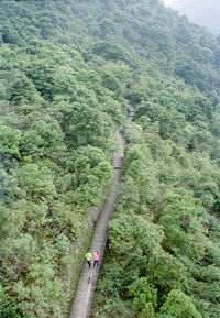High angle view of road amidst trees in forest