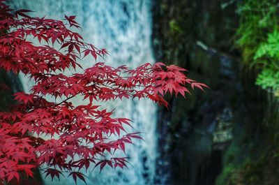 Close-up of red autumn twigs against waterfall