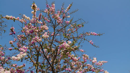 Low angle view of cherry blossoms in spring