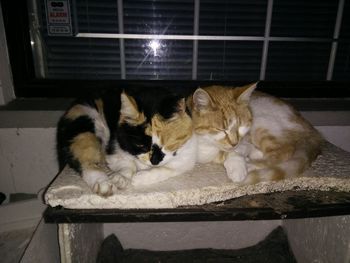 Cat relaxing on ground